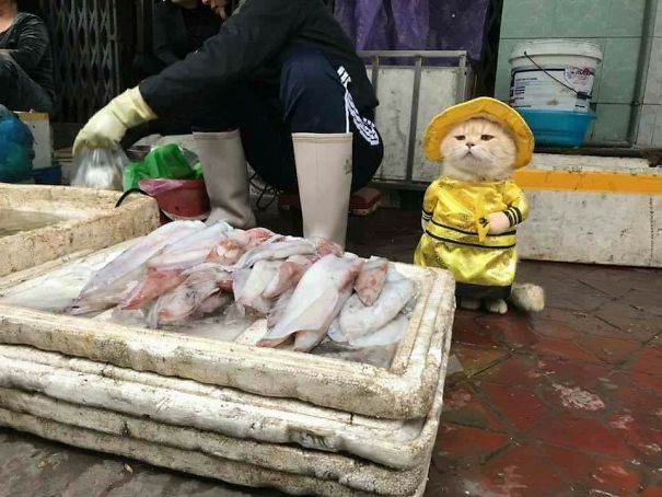 这只喵星人在越南卖鱼，画风太清奇.jpg