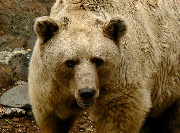 喜马拉雅棕熊.jpg