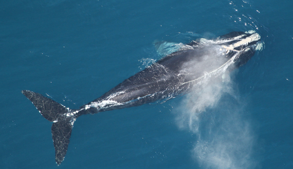 研究显示 露脊鲸成年后也会变声