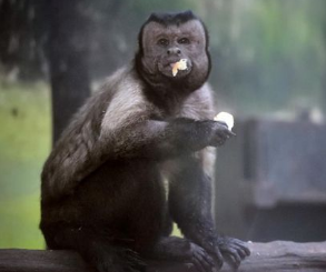 行走的表情包! 天津动物园'人脸猴'成新网红