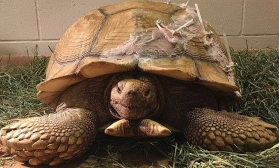 美国一乌龟摔裂龟壳 基金会出资动手术抢救