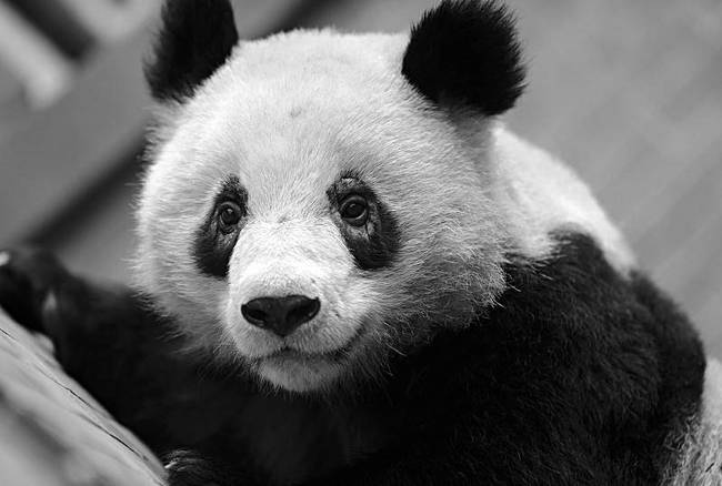 成都多只大熊猫遭遇“黑眼圈变白”.jpg