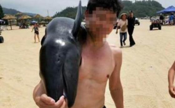 在海陵岛带走伪虎鲸幼崽尸体的游客已找到.jpg
