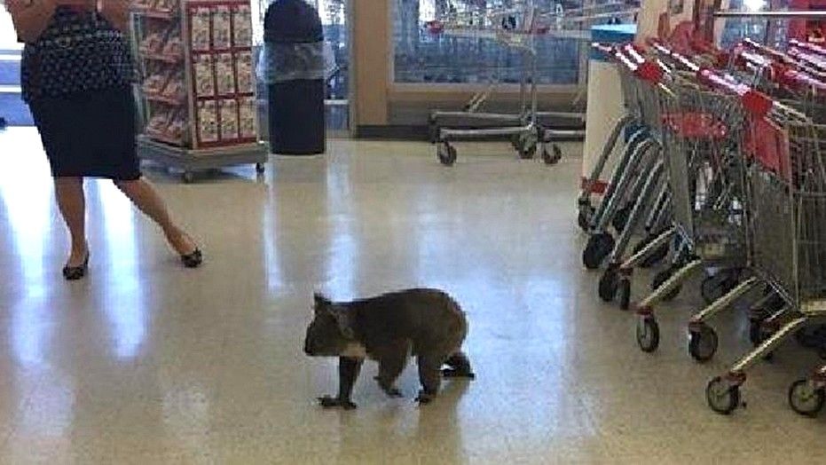 Interesting! A koala in Australia will also go to the supermarket! .jpg