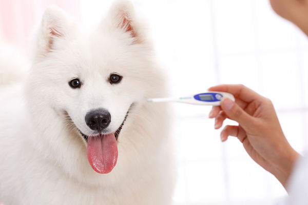 受训的血糖检测犬可挽救生命.jpg