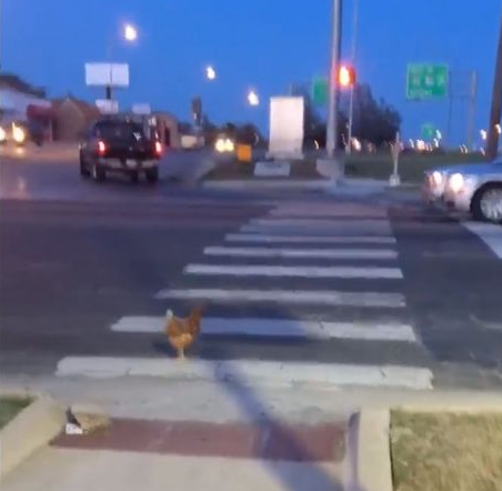 遵守交规! 俄克拉荷马一只鸡在人行道上等红绿灯!