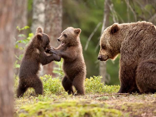 狩猎规定改变了熊妈妈的养育计划
