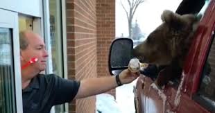 因带熊外出吃冰激凌 加拿大一动物园吃官司