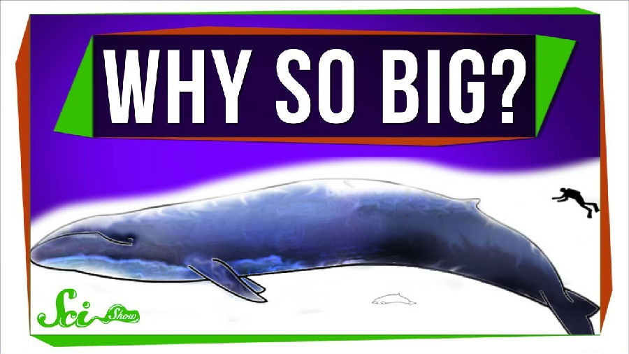 为什么海洋哺乳类动物体型如此巨大