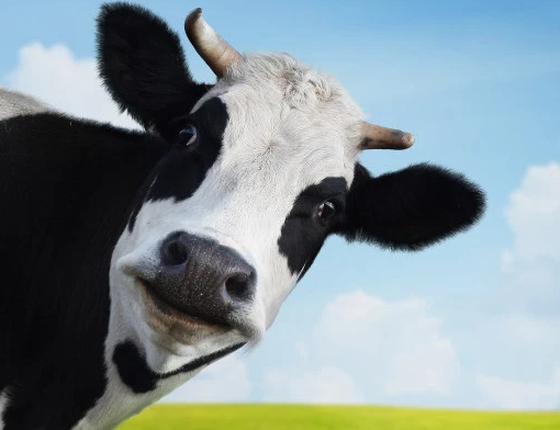A team of scientists in California received funding to study cow farting.jpg