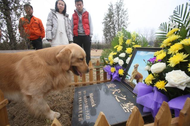 价格不菲 宠物殡葬业在国内悄然兴起