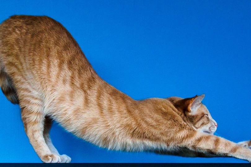 为什么像猫一样拉伸有利于背部健康？.jpg