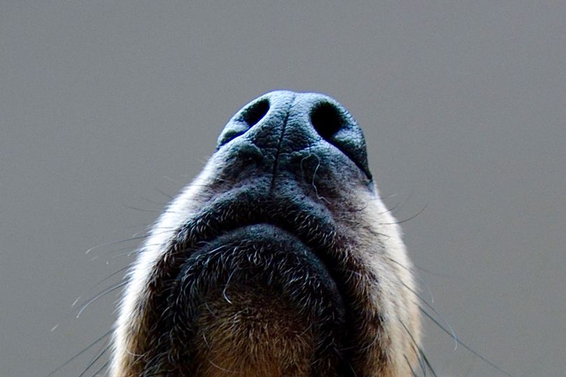 Dogs can diagnose cancer through smell.jpg