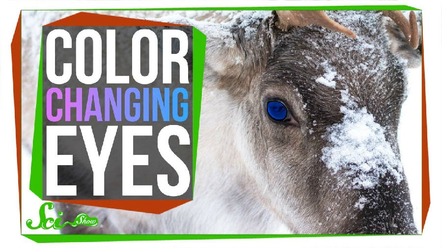 为什么驯鹿的眼睛能够变换颜色