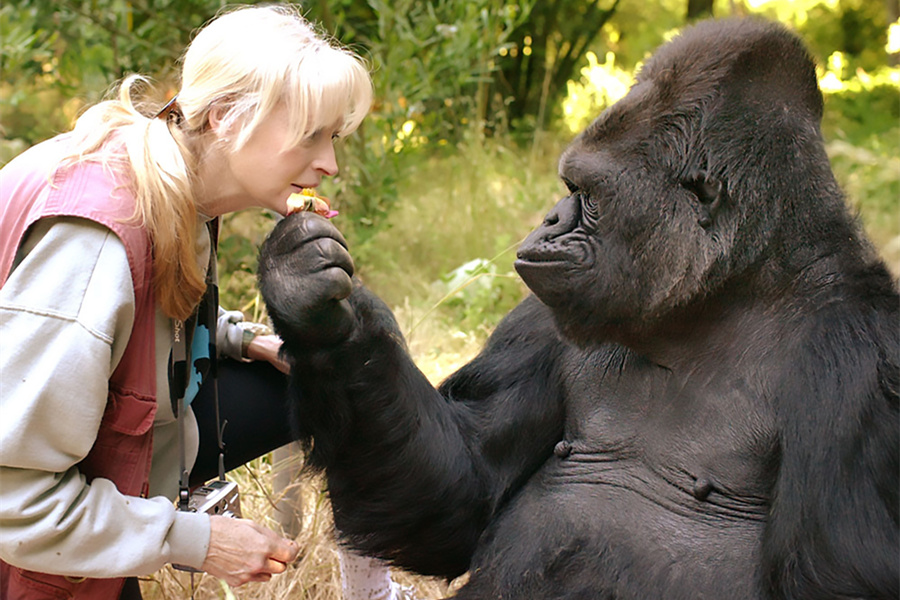 The gorilla who could communicate with humans died at the age of 46.jpg