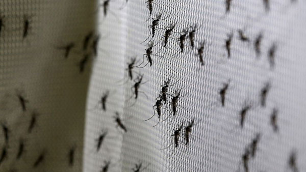 比尔•盖茨将斥资400万美元培育转基因“杀手蚊”.jpg