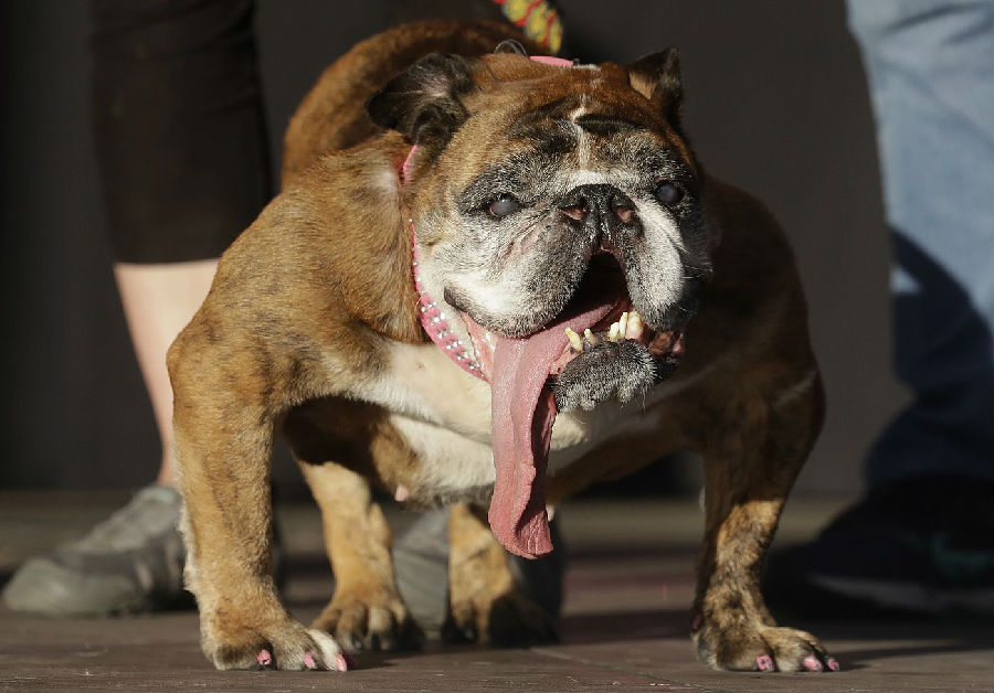 The world’s ugliest dog is released. The British Bulldog wins the championship.jpg