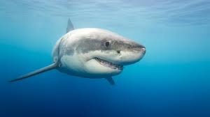 西班牙马略卡岛南部海岸发现罕见大白鲨