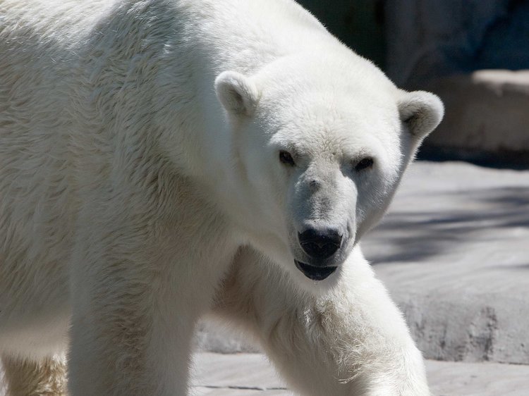 加拿大发生北极熊攻击人类致死事件 一男子丧生