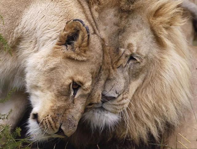南非偷猎者本想猎杀犀牛 却最终成了狮子的晚餐!