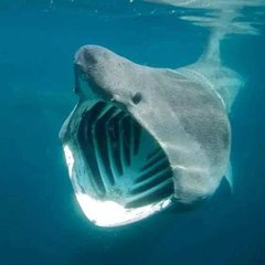姥鲨.jpg
