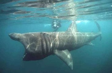 姥鲨.jpg