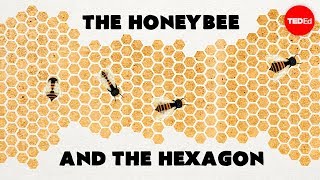 为什么蜜蜂喜爱六边形?