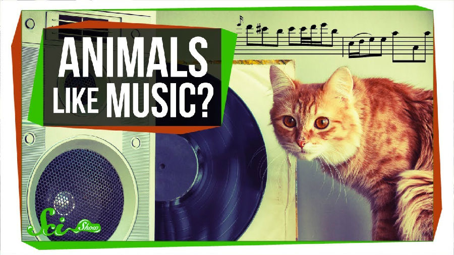 动物也会欣赏音乐么.jpg