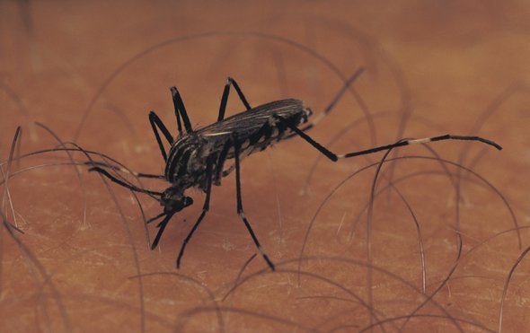蚊子1.jpg