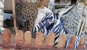 埃及一动物园给驴画黑白纹冒充斑马 愚弄游客