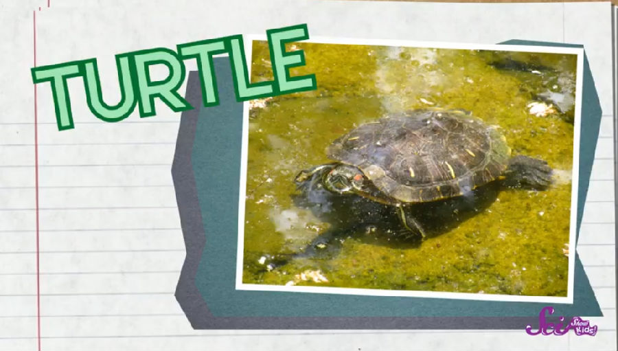 turtle.jpg