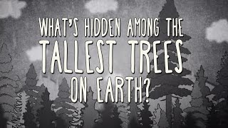 世界上最高的树上有什么?