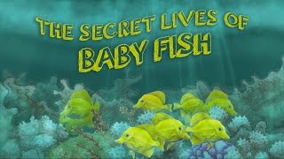 鱼宝宝们的神秘生活