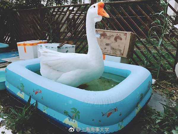 上海海事大学接收的宠物鹅“咕咕”.jpg