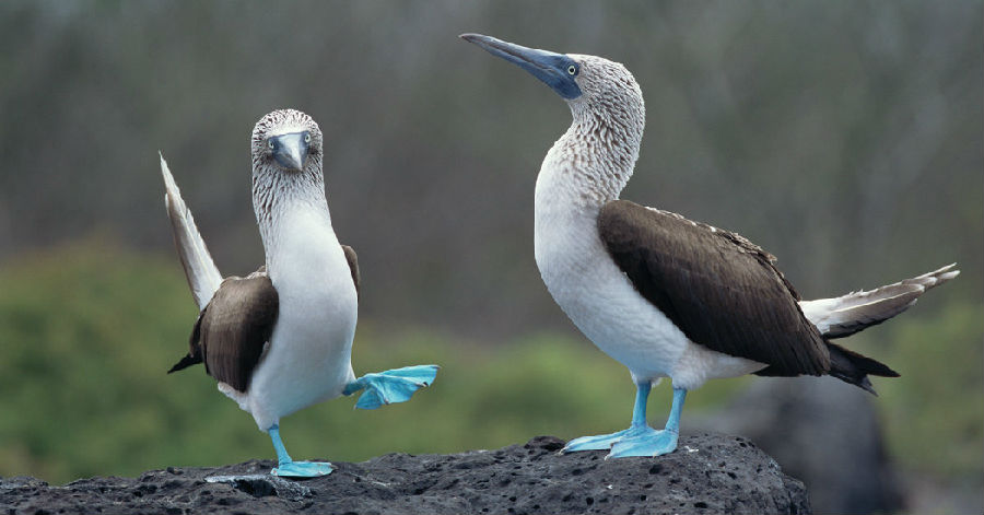 Animal Mating:Blue-Footed Boobies 蓝脚鲣鸟.jpg