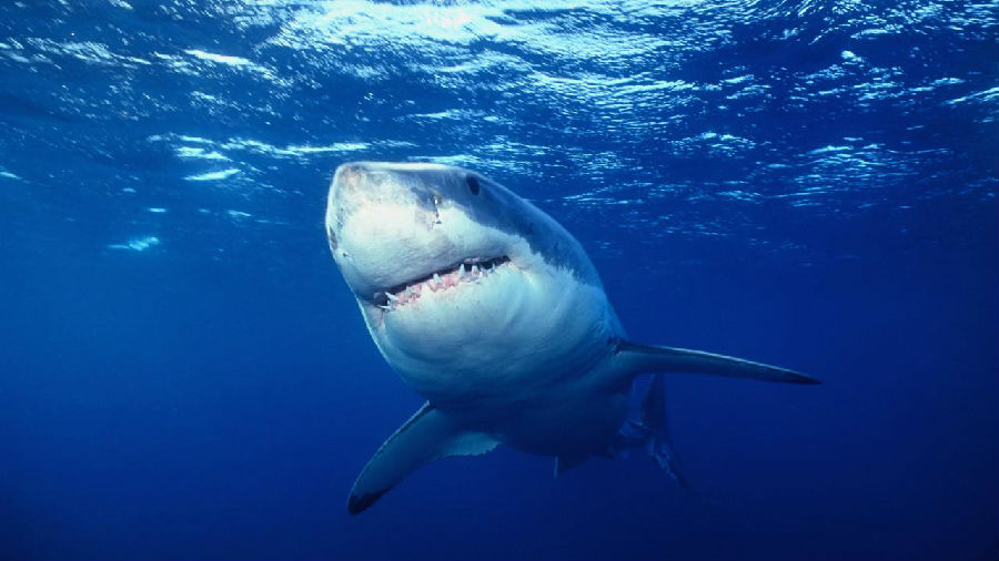 Ultimate Shark 终极者—鲨鱼.jpg