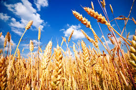 Hot weather has caused global wheat prices to soar.jpg