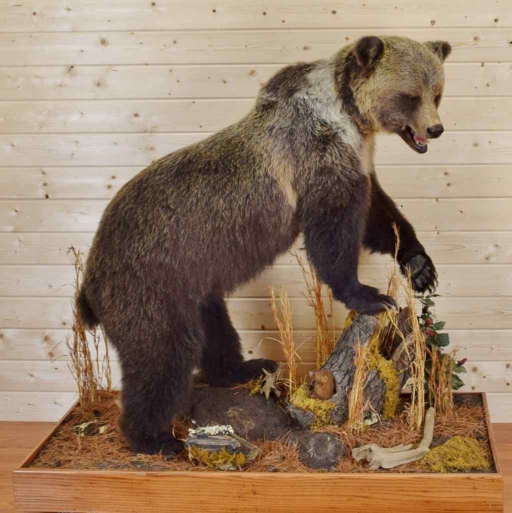 国家地理:Bear Taxidermist 动物标本剥制师.jpg