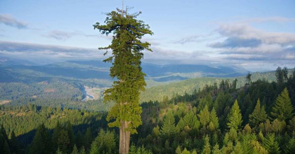 国家地理:World's Tallest Tree 树之最.jpg