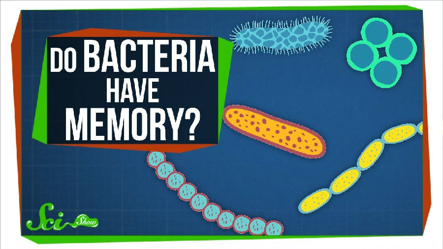 细菌细胞能够存储记忆么.jpg