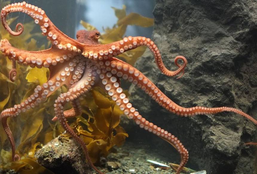 国家地理:Octopus Loses Arm 章鱼逃命大法.jpg