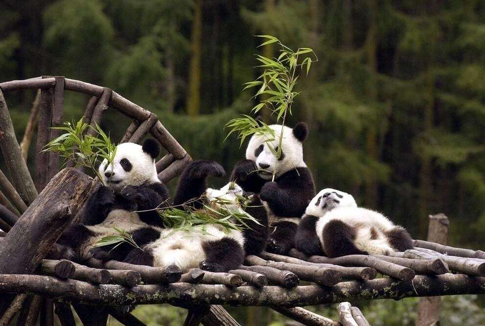 Four pandas are eating bamboo