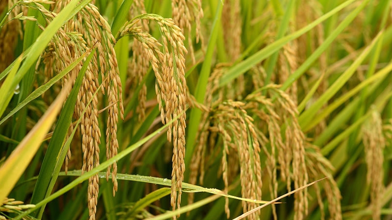 Chinese scientists have uncovered the mystery of low temperature adaptation of northern japonica rice.jpg