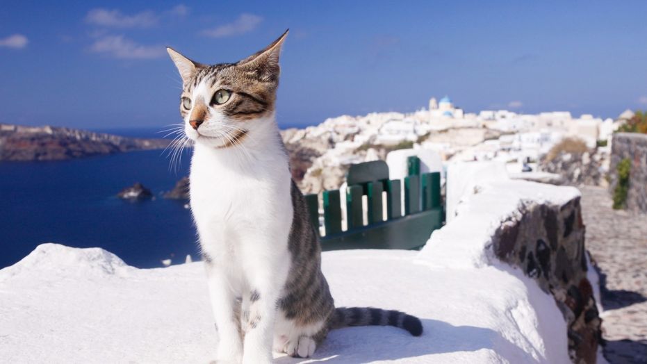 希腊一个照料猫咪的职位遭疯抢