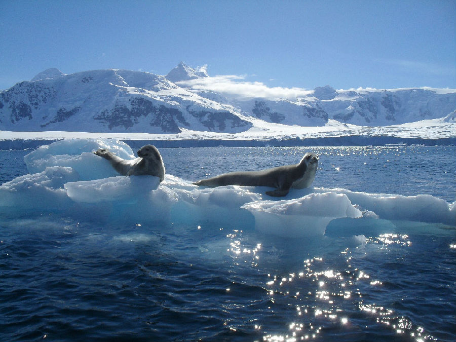 Antarctic Ocean Creature.jpg