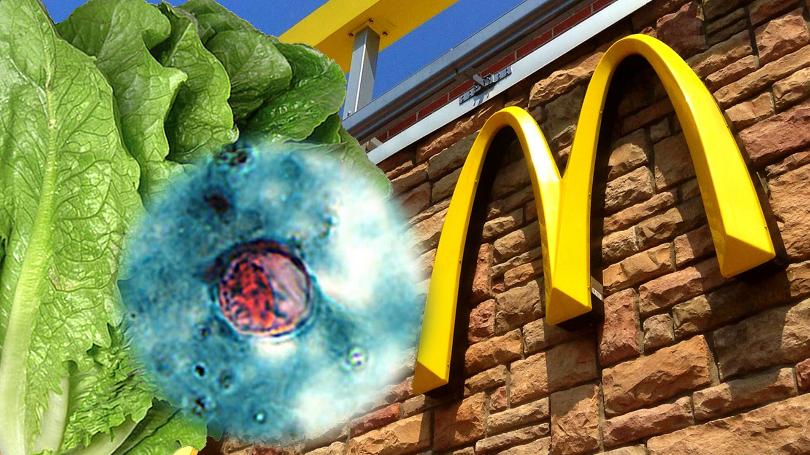 美国近500人因吃麦当劳染病