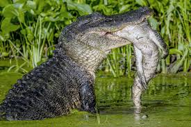 鳄鱼残忍吞食幼崽 画面令人瞠目结舌