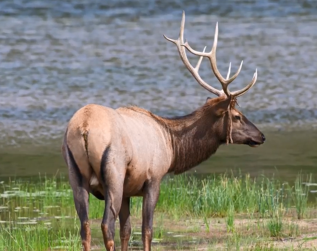 Elk