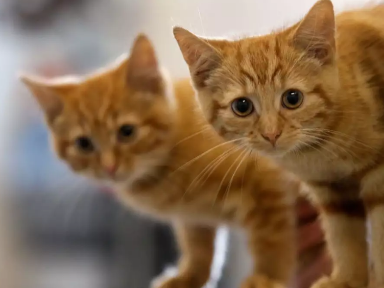 新西兰一小镇计划全面禁止养猫