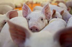 俄监管机构称非洲猪瘟病毒可能是从欧盟传入中国的